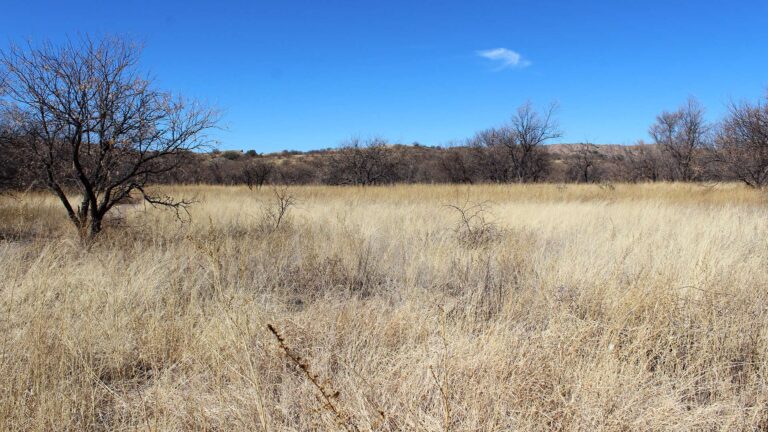 Funding Challenges Ahead For Southern Arizona Conservation Nonprofit