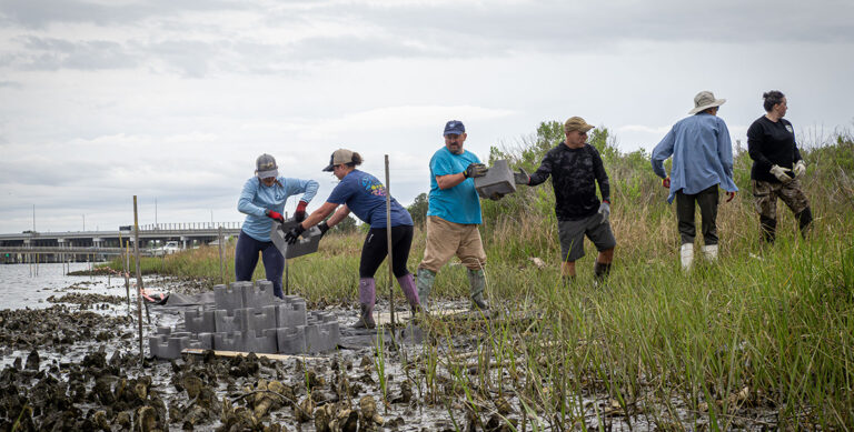 Hampton River Restoration Launches With Cbf's Expansive Living Shoreline Project