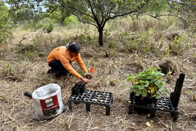 Kapalua Golf Contributes $500,000 To Enhance Puʻu Kukui Watershed Restoration