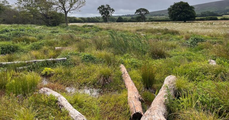 Beavers And River Restoration Enhance Drought Resilience, Say Conservationists