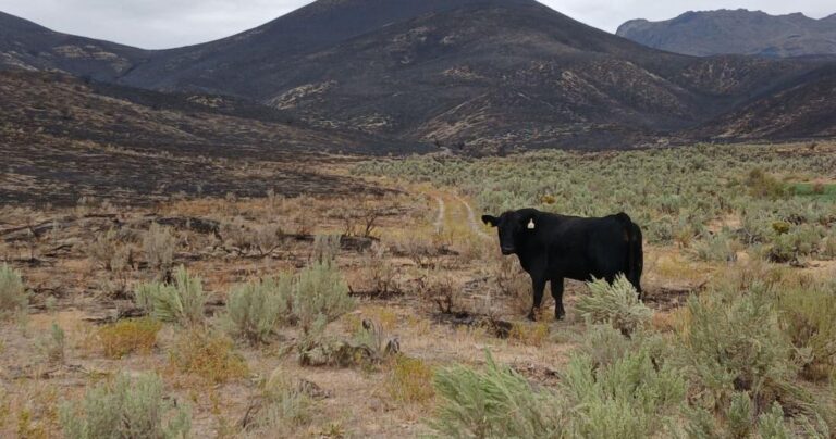 Elko County Wildfire Update: Progress In Containment Efforts