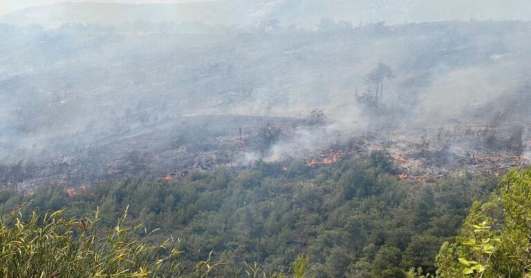 Navigating Wildfires: Challenges Faced By Syrian Communities In Northwest Syria
