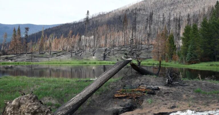Federal Funds Boost Restoration Efforts In Upper Colorado River Basin