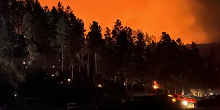 Forest Recovery One Year After Devastating Wildfire