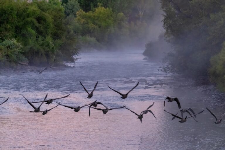 Expanding Stream Restoration Efforts Throughout Colorado