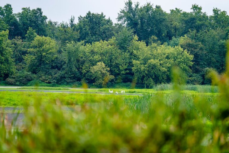 Michigan Wetlands Funding Slashed Significantly In Latest State Budget