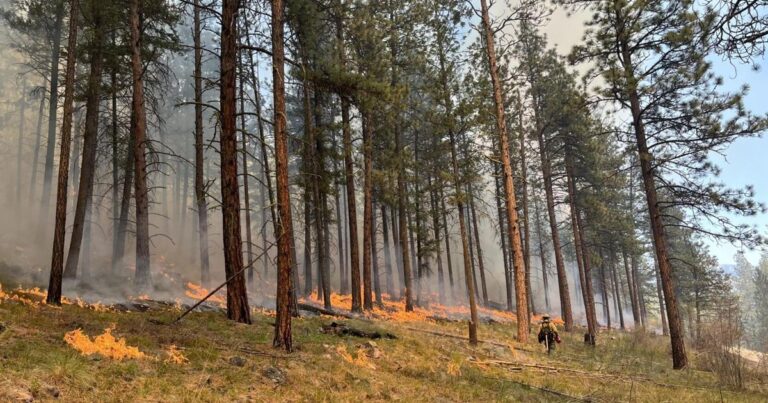 Forest Service Intensifies Wildfire Control Amid Fuel Buildup