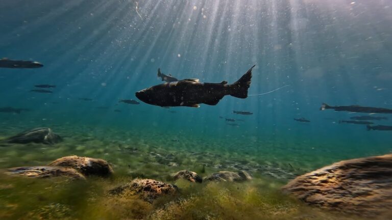 Salmon Make A Comeback In Southern Oregon's Williamson And Sprague