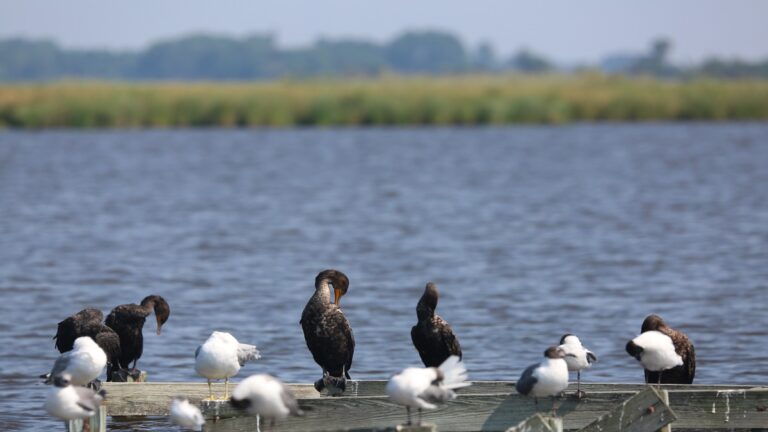 Chesapeake Bay Health Declines In 2025 Report Card Analysis