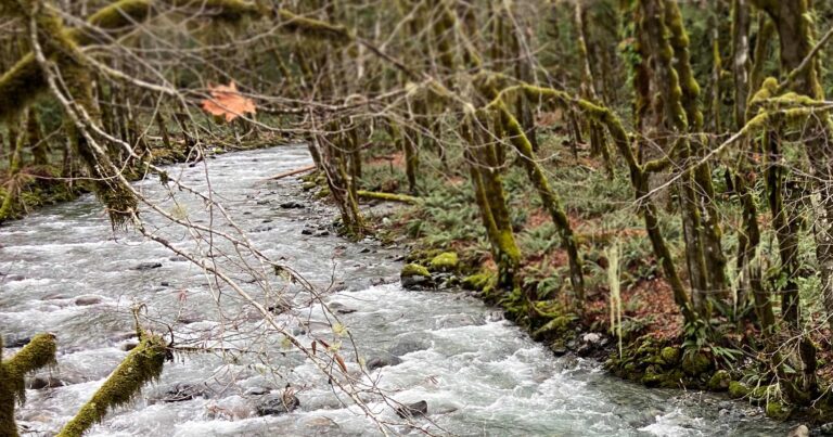 Cowichan River Watershed Water Quality Insights For 2023/24 Wet Season