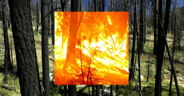 Exploring the Impact of Past Wildfires on Future Recovery Exploring The Impact Of Past Wildfires On Future Recovery