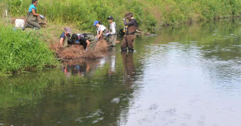 Give Your Christmas Tree a Second Life for Credit River Restoration Give Your Christmas Tree A Second Life For Credit River