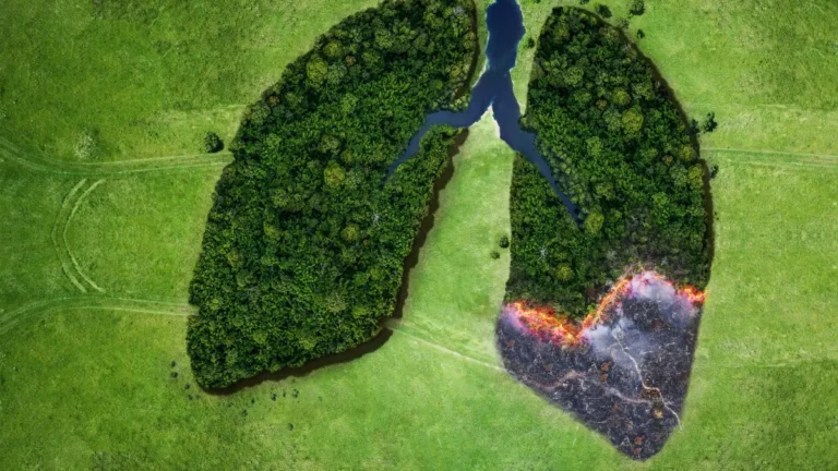 Record Breaking Wildfire Emissions Hit Europe And Canada In 2025