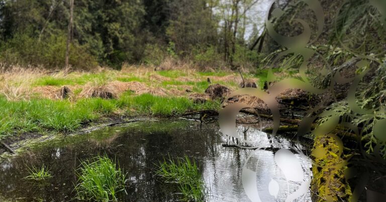 2024 Dry Season Water Quality Insights For The Sqwa:la Watershed