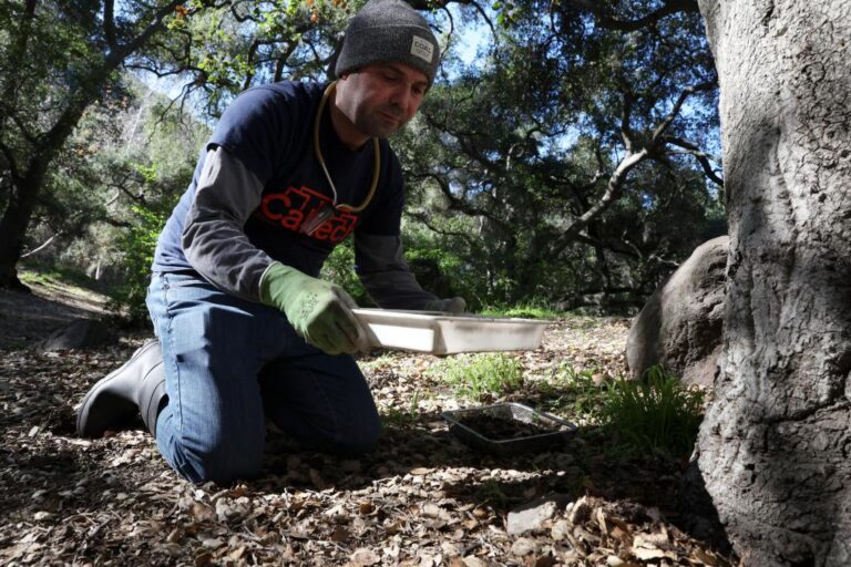 Ants Flourish in LA Wildfire Burn Zones and Why It Matters Ants Flourish In La Wildfire Burn Zones And Why It
