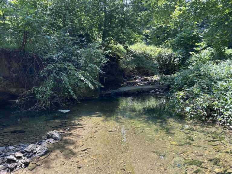 Discover the Revitalization Efforts at Pennypack Park Discover The Revitalization Efforts At Pennypack Park