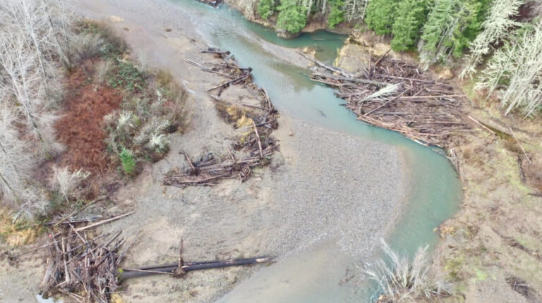 Thurston County Pursues $10 Million For Swift Salmon Habitat Revival