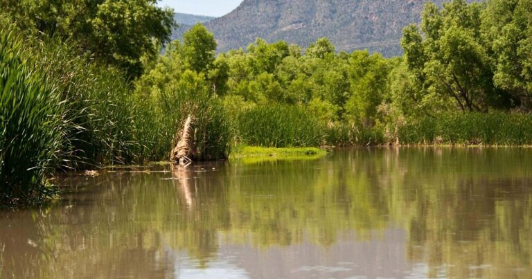 Transforming Wellness in the Verde River Watershed: The Impact of Restoration Projects Transforming Wellness In The Verde River Watershed: The Impact Of