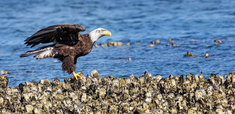 Chesapeake Bay Watershed Gains $44.2 Million For Restoration Initiatives