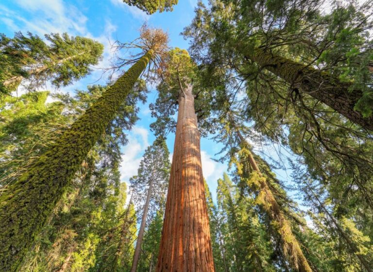 Fire Suppression May Heighten Wildfire Threats In Old Growth Forests