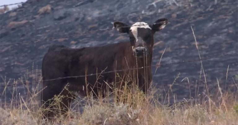 Usda Disburses Emergency Livestock Relief For 2023 And 2024 Disasters