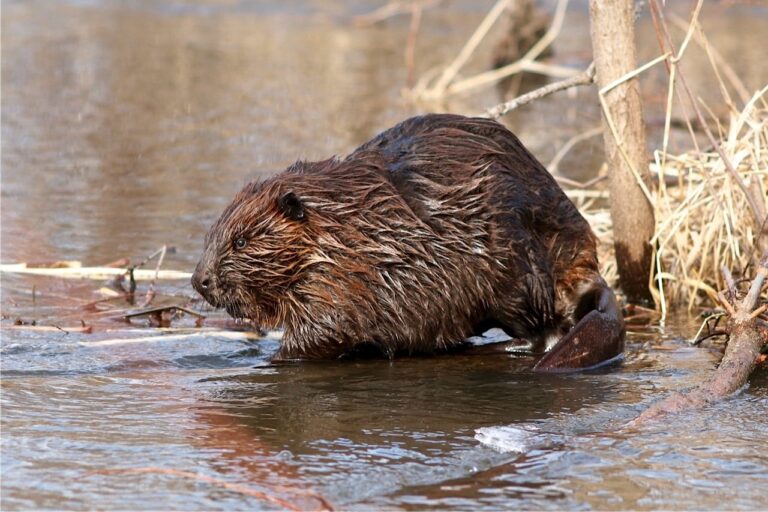 Colorado Bill Aims To Safeguard Beavers And Mitigate Wildfire And