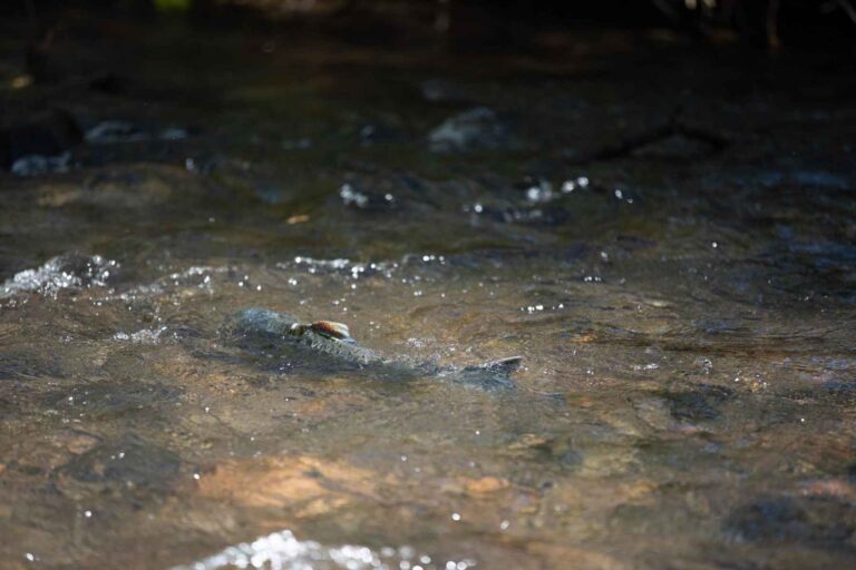 Klamath Dam Removal: A New Era Of Restoration