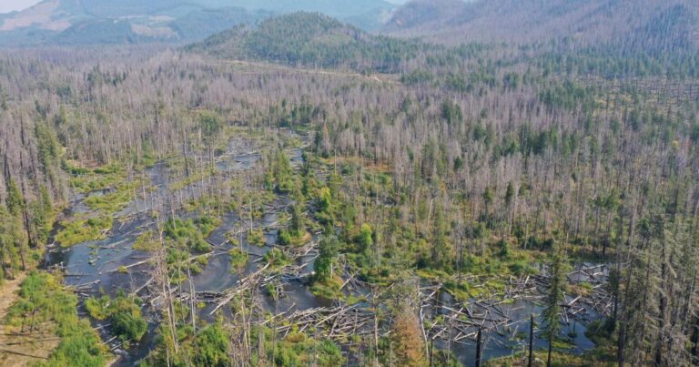 Revitalizing South Fork Mckenzie River For Better Water Quality And
