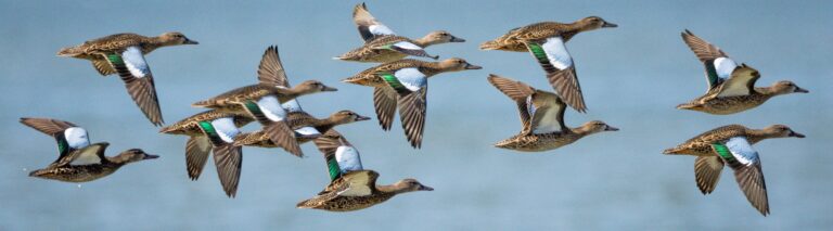 Creating A New Future For Wildlife Conservation