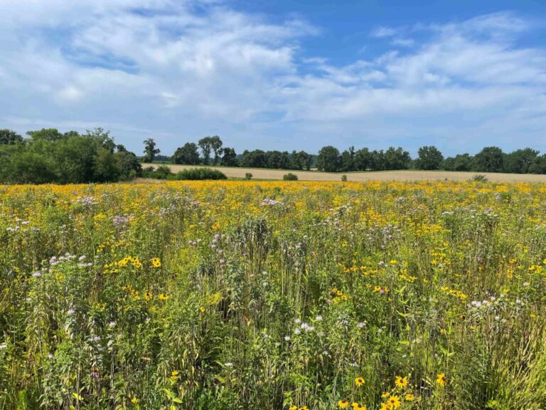 $31.5 Million Boost for Ecological Restoration to Enhance Water Quality in Local Waterways and the Chesapeake Bay $31.5 Million Boost For Ecological Restoration To Enhance Water Quality