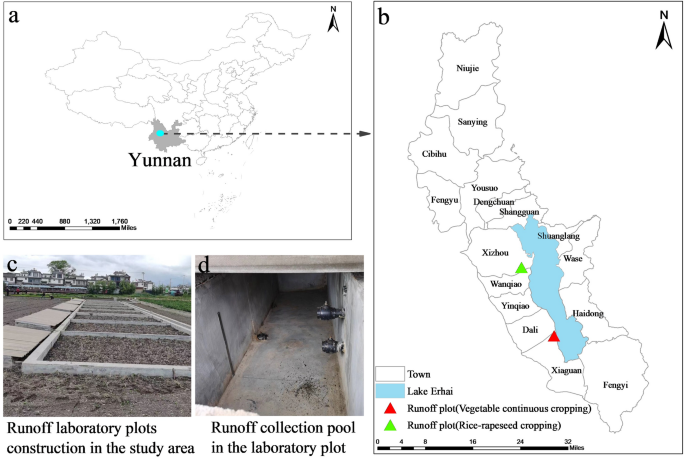 Assessing Phosphorus Loss Risks in Cropping Systems: Insights from the Erhai Lake Basin Assessing Phosphorus Loss Risks In Cropping Systems: Insights From The