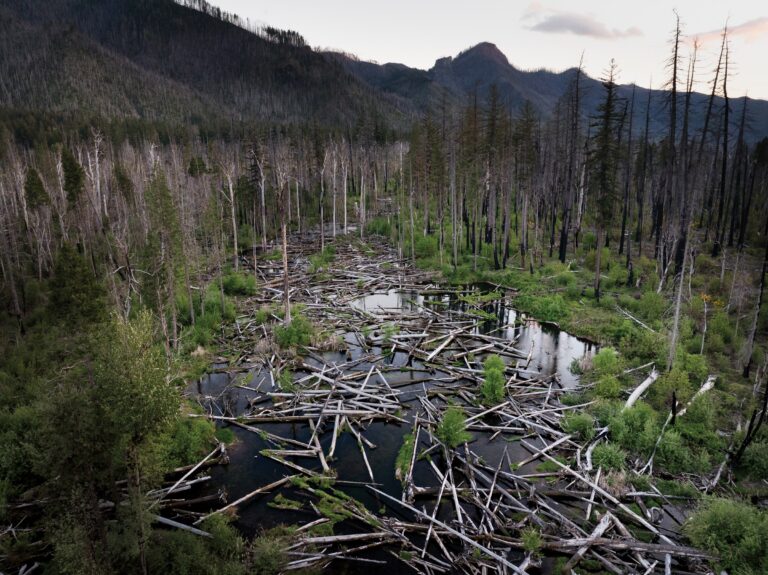 Innovative Restoration Strategies Emerge on Oregon’s McKenzie River Innovative Restoration Strategies Emerge On Oregon’s Mckenzie River