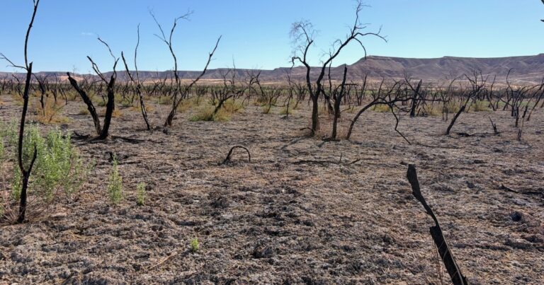 Reviving The Desert: Insights From Nevada's Watershed Restoration Efforts