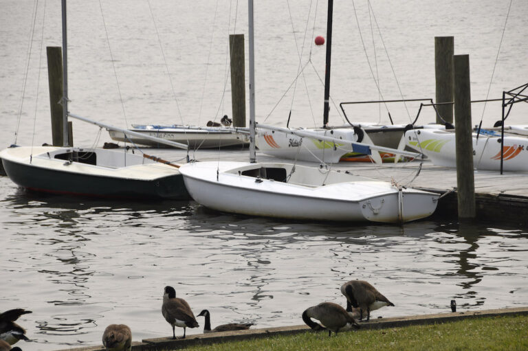 Chesapeake Bay Report: Watershed Earns C Grade Chesapeake Bay Report: Watershed Earns C Grade