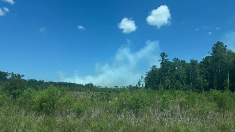 Firefighters Tackle 15 Acre Blaze In Francis Marion National Forest
