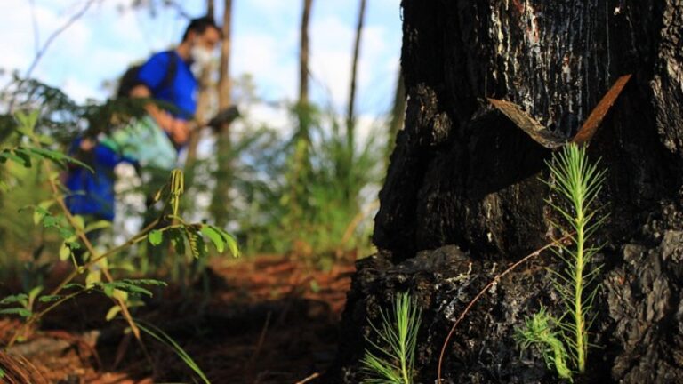 Mexico Boosts Forest Restoration Efforts Nationwide Mexico Boosts Forest Restoration Efforts Nationwide