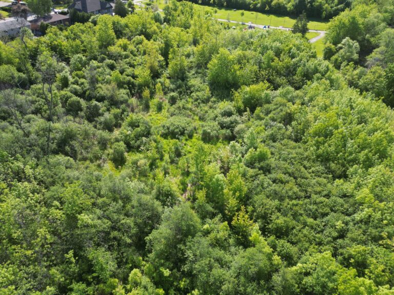 Mississauga Secures Federal Funding To Revitalize Cooksville Creek Watershed