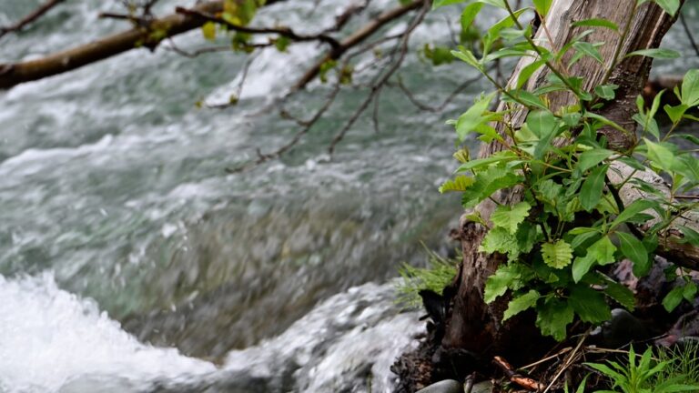Revitalizing Resurrection Creek In Chugach National Forest