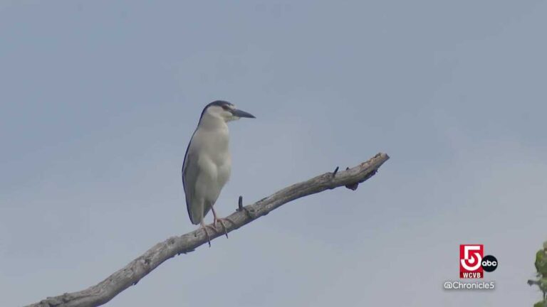 Herring Make a Comeback in Mystic River After Years of Restoration Efforts Herring Make A Comeback In Mystic River After Years Of