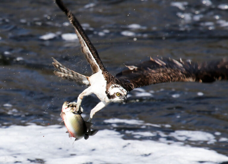 Reviving Our Rivers: Sustainable Restoration Solutions