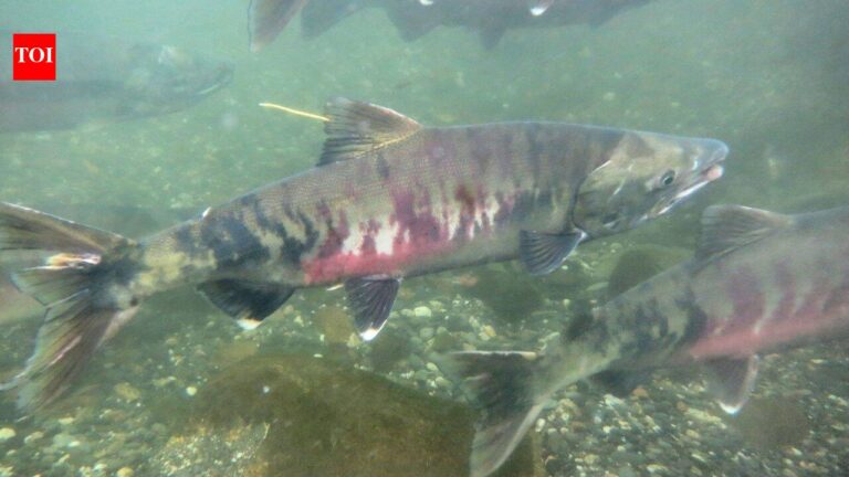 Chum Salmon Comeback: River Restoration Boosts Returns in Washington Watershed Chum Salmon Comeback: River Restoration Boosts Returns In Washington Watershed