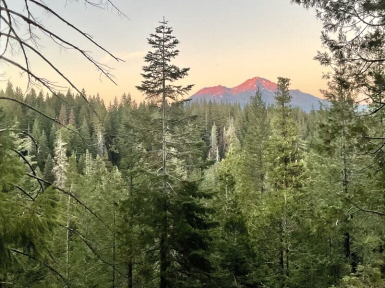 Wildfire Mitigation Efforts Halted To Safeguard Spotted Owls Near Mount